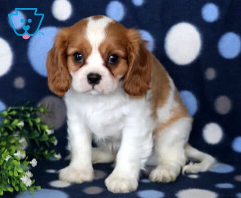 Charming Blenheim Cavalier King Charles Spaniel puppy sitting on a blue polka-dot blanket beside leafy greenery, displaying a silky chestnut-and-white coat, floppy ears, and warm, expressive eyes.