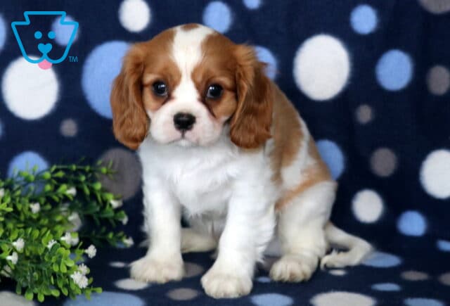 Charming Blenheim Cavalier King Charles Spaniel puppy sitting on a blue polka-dot blanket beside leafy greenery, displaying a silky chestnut-and-white coat, floppy ears, and warm, expressive eyes. image