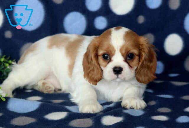 Beautiful Blenheim Cavalier King Charles Spaniel puppy lying on a blue polka-dot blanket with a sprig of greenery nearby, featuring a silky white-and-chestnut coat, floppy ears, and a gentle, affectionate expression. image