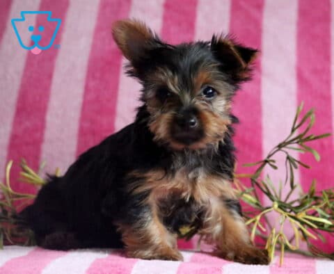Sid Yorkie