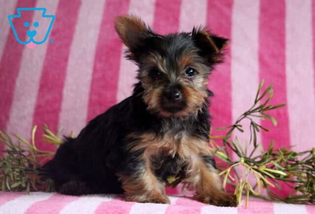 Sid Yorkie image