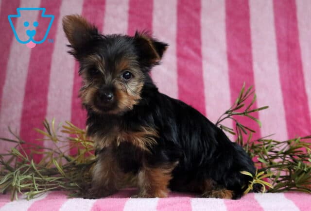 Sid Yorkie2 image