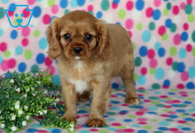 Adorable ruby Cavalier King Charles Spaniel puppy standing on a colorful polka-dot blanket beside fresh greenery, featuring a rich chestnut coat, floppy ears, bright eyes, and a sweet, curious expression. image