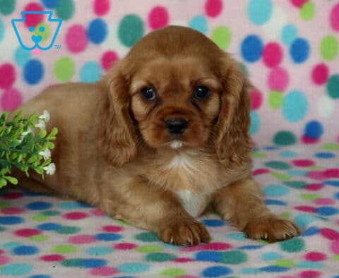 Ruby Cavalier King Charles Spaniel puppy relaxing on a colorful polka-dot blanket beside leafy greenery, showcasing a silky chestnut coat, floppy ears, a tiny white chest patch, and an affectionate, alert expression.