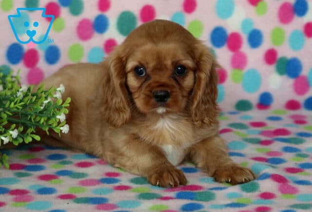 Ruby Cavalier King Charles Spaniel puppy relaxing on a colorful polka-dot blanket beside leafy greenery, showcasing a silky chestnut coat, floppy ears, a tiny white chest patch, and an affectionate, alert expression. image