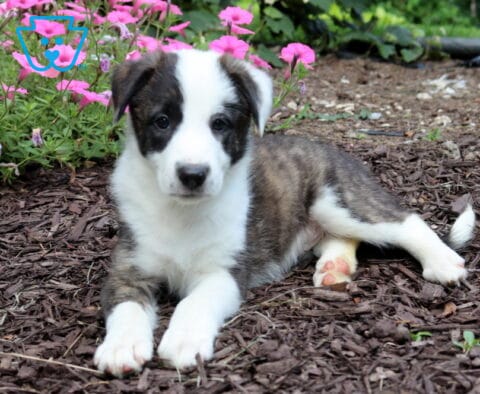 Beautiful brindle and white Border Collie puppy relaxing on garden mulch with bright pink flowers in the background, looking attentively at the camera with a calm, curious expression.
