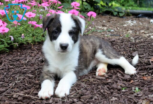 Beautiful brindle and white Border Collie puppy relaxing on garden mulch with bright pink flowers in the background, looking attentively at the camera with a calm, curious expression. image