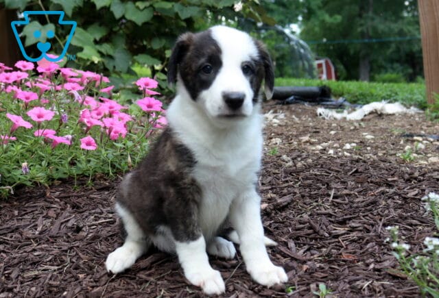 Sweet brindle and white Border Collie puppy sitting in a flower garden, featuring a soft coat, bright eyes, and an attentive pose surrounded by vibrant pink blooms. image