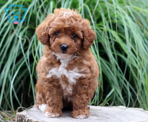 Tiny red Toy Poodle puppy with a curly coat and white chest markings standing on a tree stump, framed by lush ornamental grass and looking sweetly at the camera.