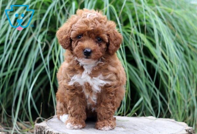 Tiny red Toy Poodle puppy with a curly coat and white chest markings standing on a tree stump, framed by lush ornamental grass and looking sweetly at the camera. image
