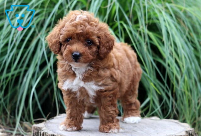Adorable red Toy Poodle puppy with a fluffy curly coat and white chest standing confidently on a tree stump, surrounded by tall green ornamental grass. image