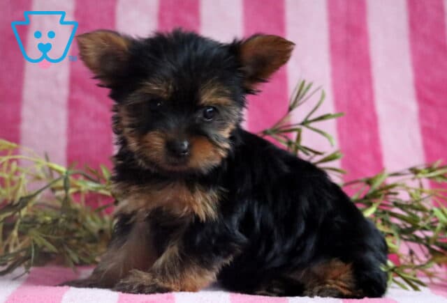 Skyler Yorkie image