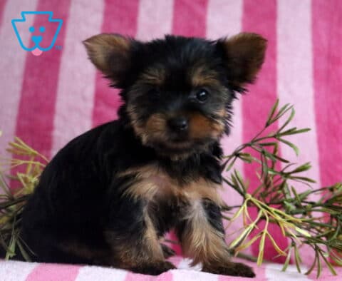Skyler Yorkie2