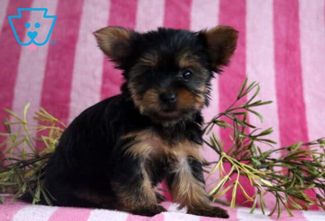Skyler Yorkie2 image