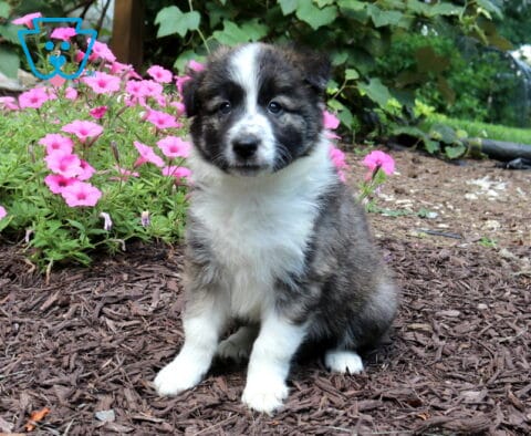 Fluffy sable and white Border Collie puppy sitting on mulch beside vibrant pink flowers, featuring a soft, plush coat and an attentive, gentle expression.