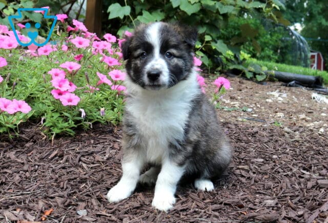Fluffy sable and white Border Collie puppy sitting on mulch beside vibrant pink flowers, featuring a soft, plush coat and an attentive, gentle expression. image