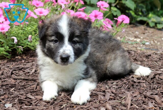 Sable and white Border Collie puppy relaxing on mulch with bright pink flowers in the background, highlighting its fluffy coat, white blaze, and calm, curious expression. image