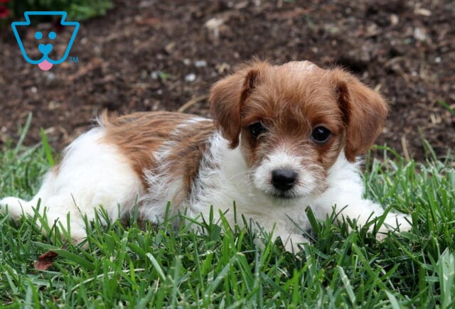Adorable tan-and-white Jackapoo puppy lying in lush green grass, showing off its soft wiry coat and alert expression while enjoying the outdoors. image