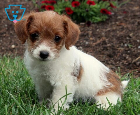 Sweet white-and-tan Jackapoo puppy sitting in fresh green grass, featuring a scruffy muzzle and floppy ears with colorful flowers blooming in the background.