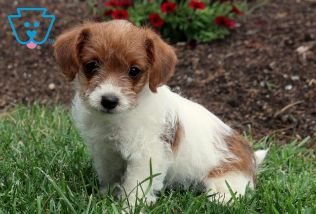 Sweet white-and-tan Jackapoo puppy sitting in fresh green grass, featuring a scruffy muzzle and floppy ears with colorful flowers blooming in the background. image
