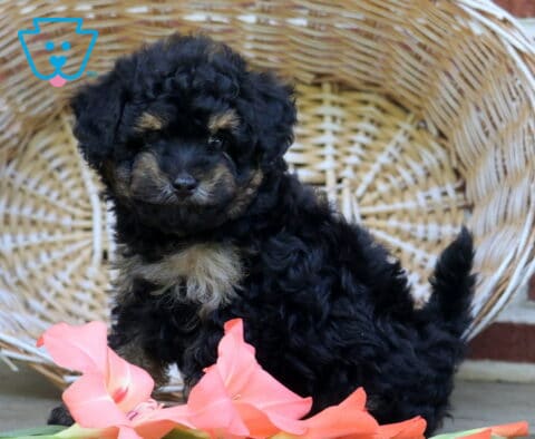 Black and tan Toy Poodle puppy with a curly coat, tan eyebrows, and a fluffy white chest sitting beside peach gladiolus flowers, showing a playful pose and sweet expression.