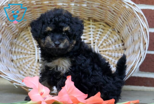 Sparkles Toy Poodle image