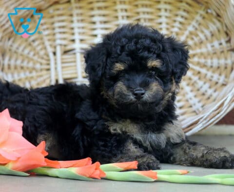Sparkles Toy Poodle2