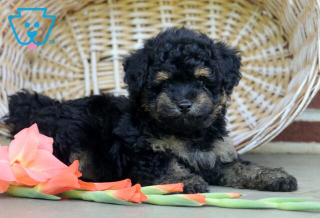 Sparkles Toy Poodle2 image