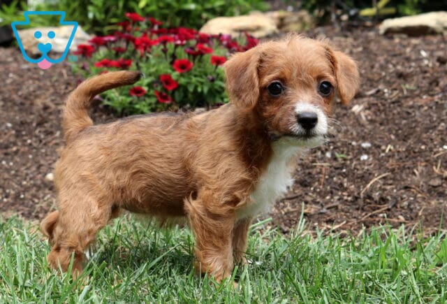 Adorable reddish-tan Jackapoo puppy standing in green grass with a white chest, curled tail, and alert expression, framed by blooming red flowers in the garden. image