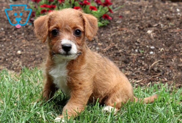 Charming tan Jackapoo puppy with a white chest sitting in vibrant green grass, looking attentively at the camera with bright eyes and a soft scruffy coat. image