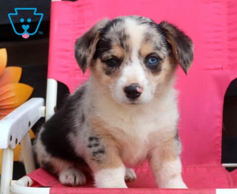 Speckles Welsh Corgi