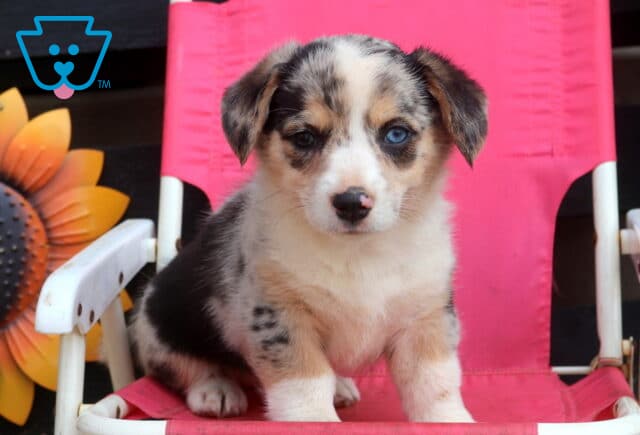 Speckles Welsh Corgi image