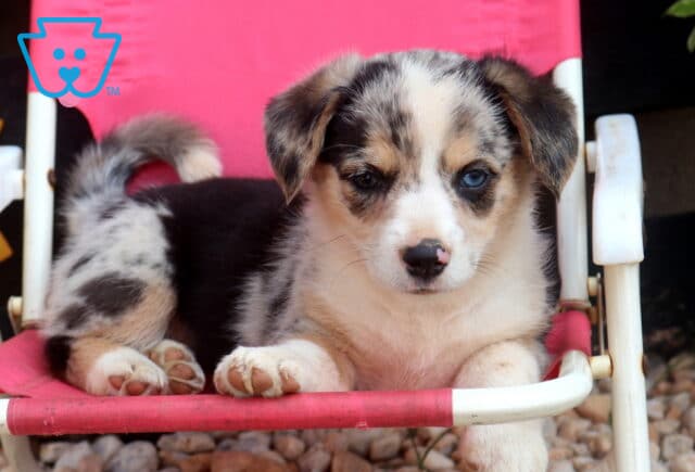 Speckles Welsh Corgi2 image