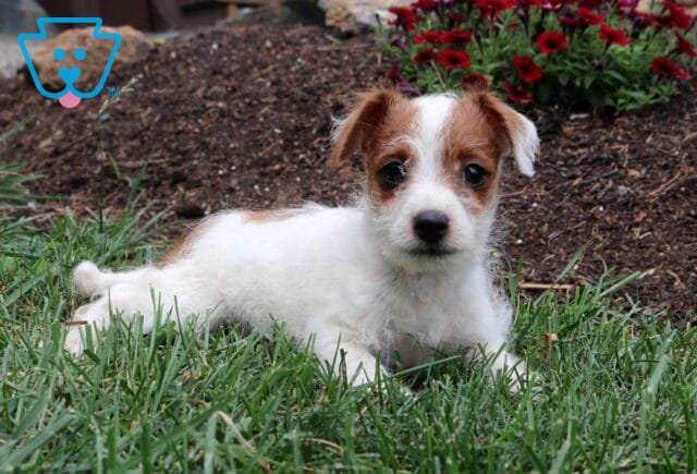 White-and-tan Jackapoo puppy relaxing in lush green grass, featuring a scruffy coat, expressive dark eyes, and a playful garden setting with bright red flowers behind it. image