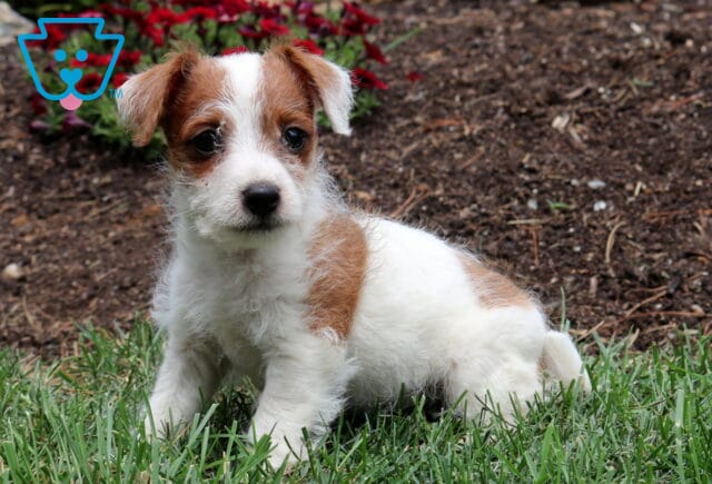 White-and-tan Jackapoo puppy sitting in green grass, showing off its fluffy coat, bright curious eyes, and adorable face with a garden of blooming red flowers in the background. image