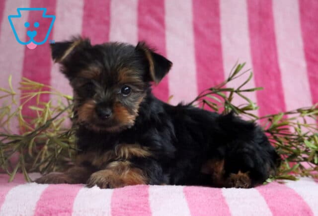 Spike Yorkie image