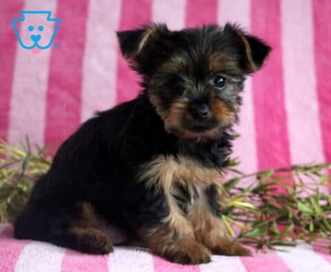 Spike Yorkie2