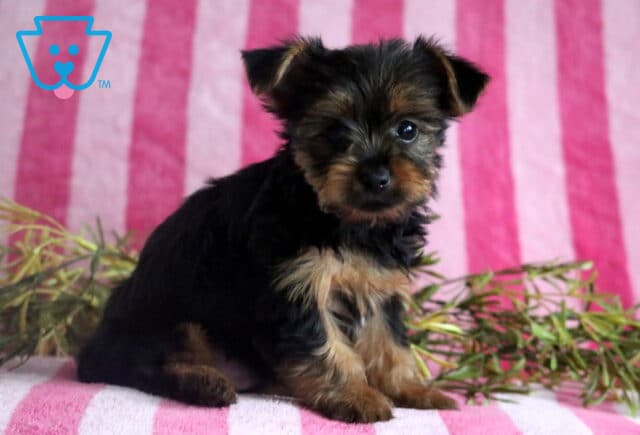 Spike Yorkie2 image