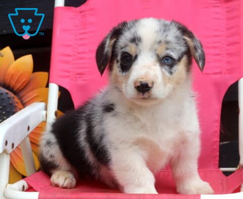 Spot Welsh Corgi