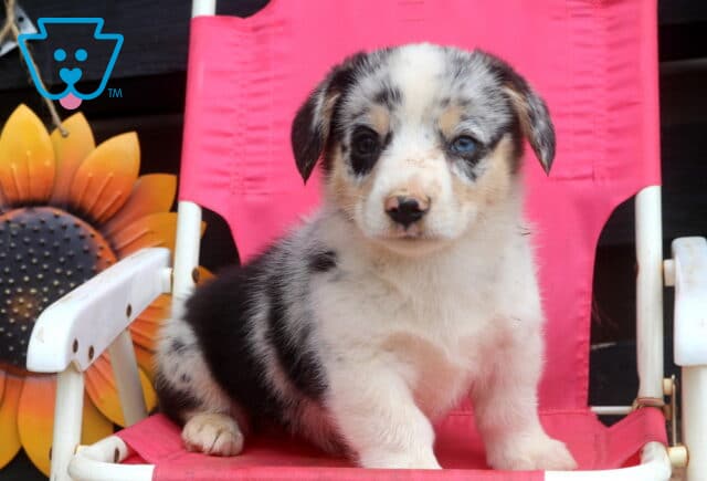 Spot Welsh Corgi image