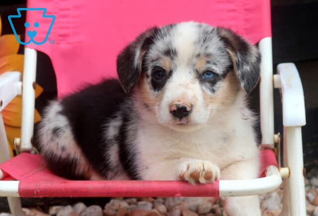 Spot Welsh Corgi2 image