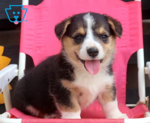 Stan Welsh Corgi