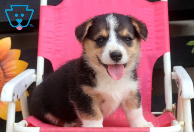 Stan Welsh Corgi image