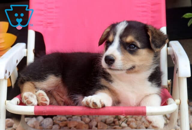 Stan Welsh Corgi2 image