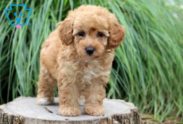 Fluffy apricot Toy Poodle puppy standing on a weathered tree stump, showing off its soft curly coat with tall green ornamental grass in the background. image