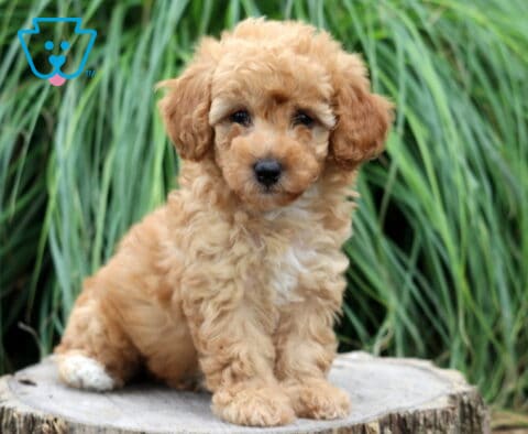 Cute apricot Toy Poodle puppy sitting on a tree stump, featuring a fluffy curly coat and white chest patch with lush green ornamental grass behind it.