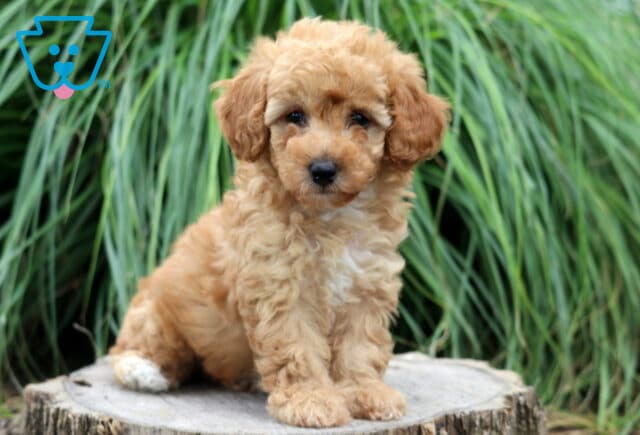 Cute apricot Toy Poodle puppy sitting on a tree stump, featuring a fluffy curly coat and white chest patch with lush green ornamental grass behind it. image