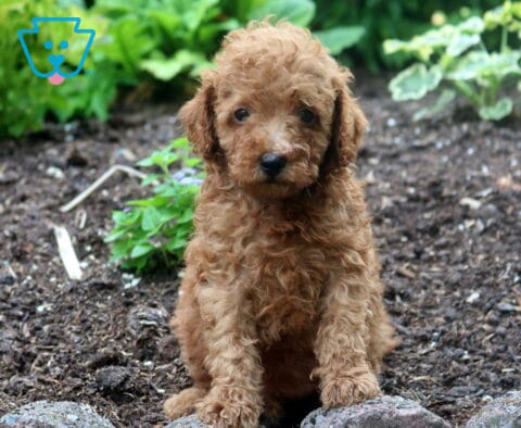 Stewie Mini Poodle