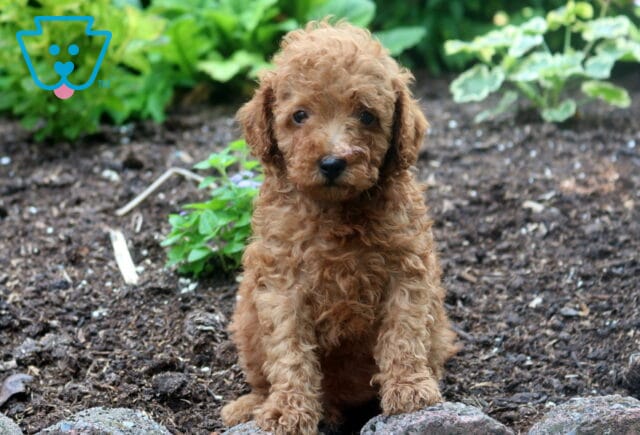 Stewie Mini Poodle image