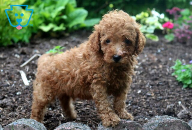 Stewie Mini Poodle2 image